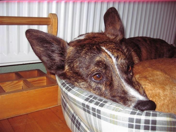 Welsh corgi cardigan Hugo - Nårh billede 15