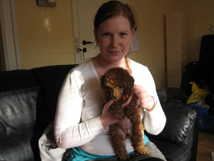 Dværgpuddel Sif  "Siffimus" - Skønne lille Sif billede 10