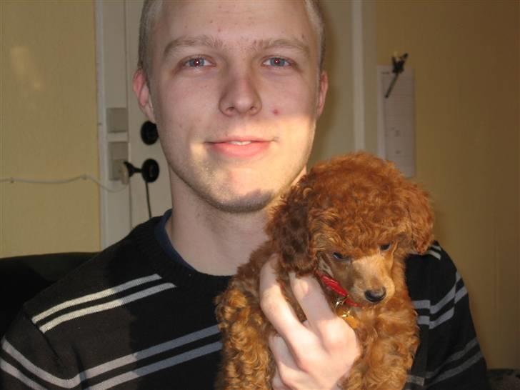 Dværgpuddel Sif  "Siffimus" - Wee min Sif og min Christian :) billede 11