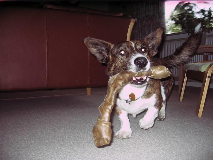 Welsh corgi cardigan Hugo - Hugo leger med sit kødben;D billede 16