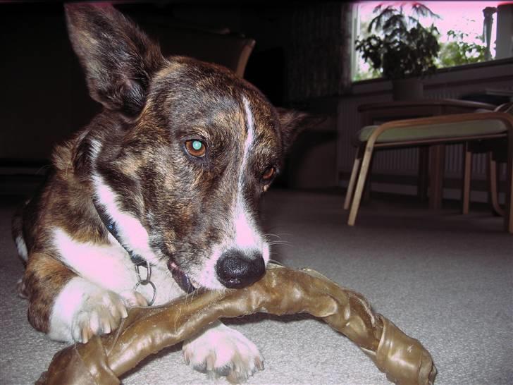 Welsh corgi cardigan Hugo - Nam nam kødben!!! billede 17