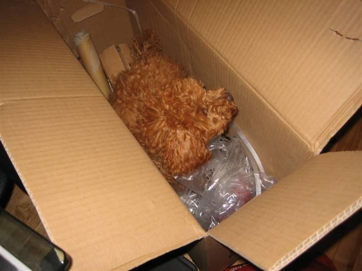 Dværgpuddel Sif  "Siffimus" - Sif er blevet pakket ned billede 12