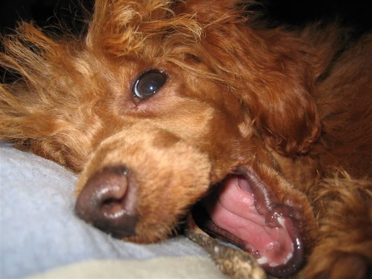 Dværgpuddel Sif  "Siffimus" - Se min fine mund billede 13