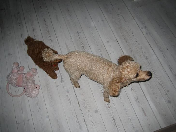 Dværgpuddel Sif  "Siffimus" - Sif og hendes bedste ven Nicky billede 14