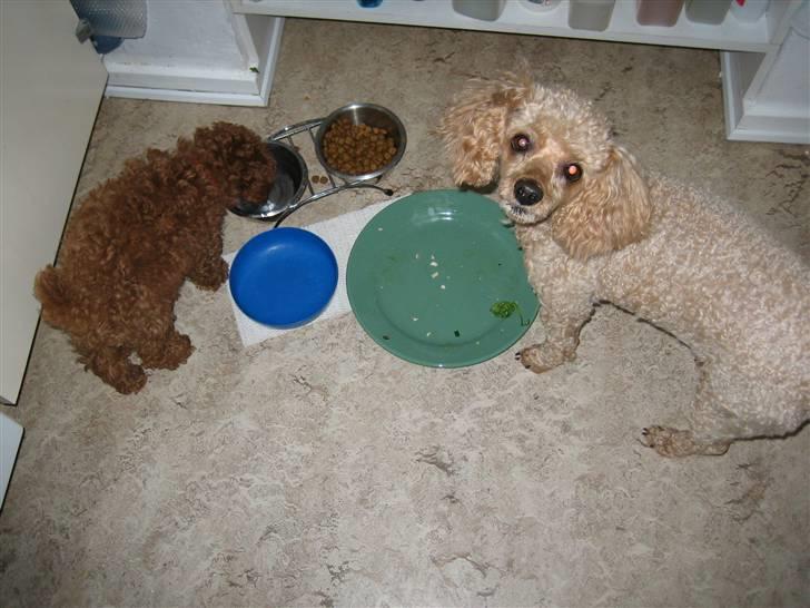 Dværgpuddel Sif  "Siffimus" - Sif og Nicky spiser sammen billede 15