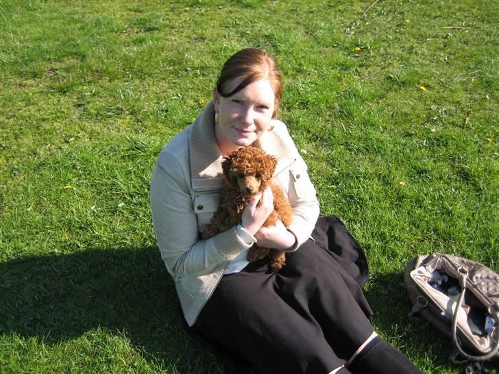 Dværgpuddel Sif  "Siffimus" - Mig og min Sif billede 16