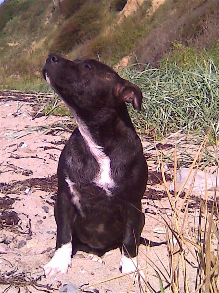 Staffordshire bull terrier Chili - Dronningen  billede 7