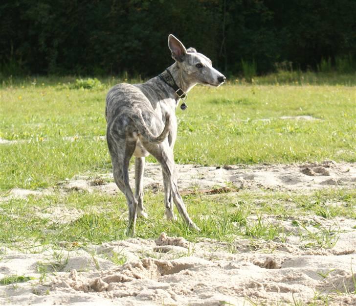 Whippet Sea Leopards`ndeed Neala billede 18