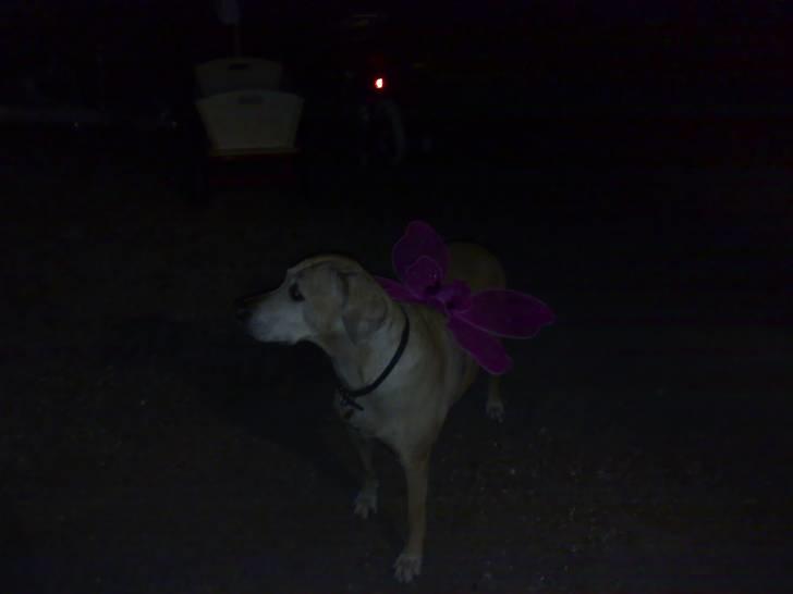 Blanding af racer Maisie billede 6