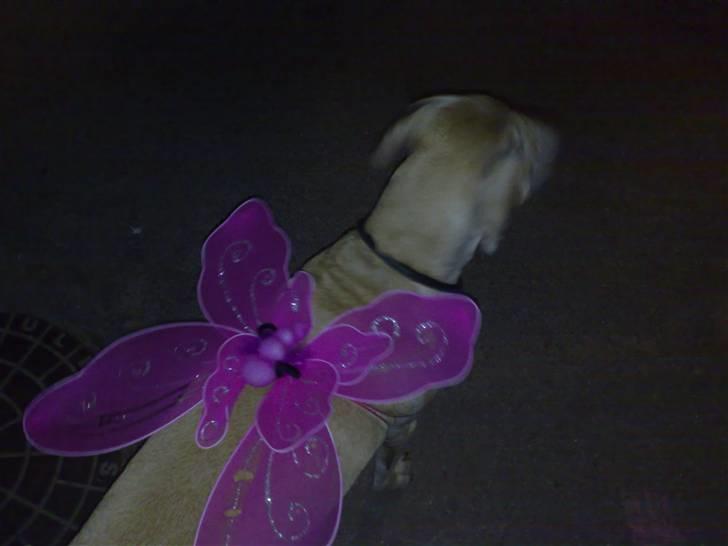 Blanding af racer Maisie billede 7