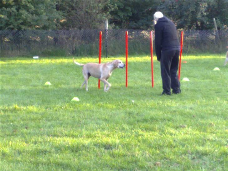 Blanding af racer Maisie billede 8