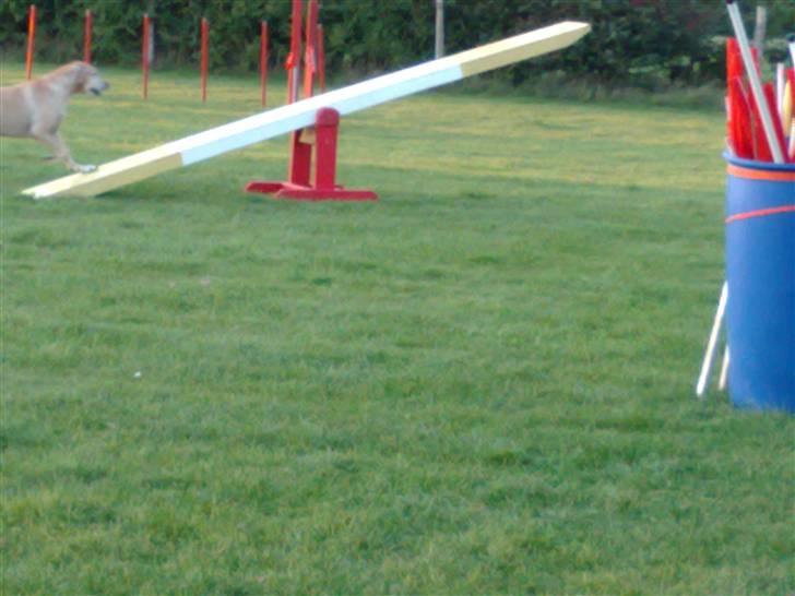 Blanding af racer Maisie billede 9