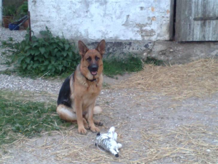 Schæferhund Soffy billede 10