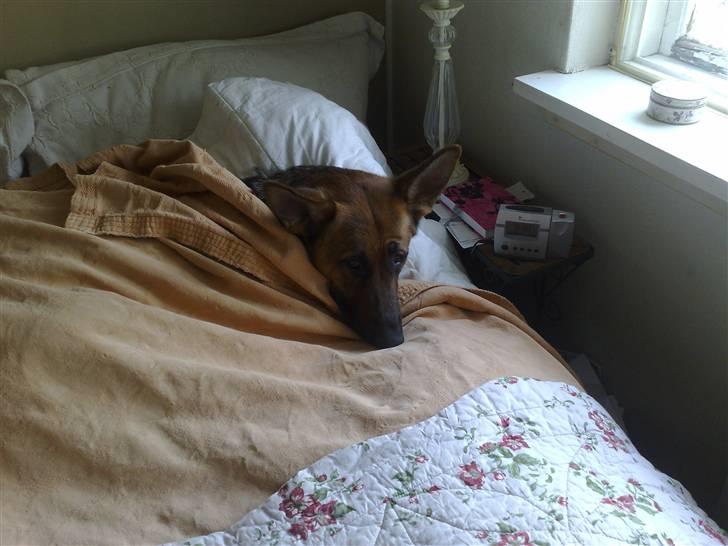 Schæferhund Soffy billede 11