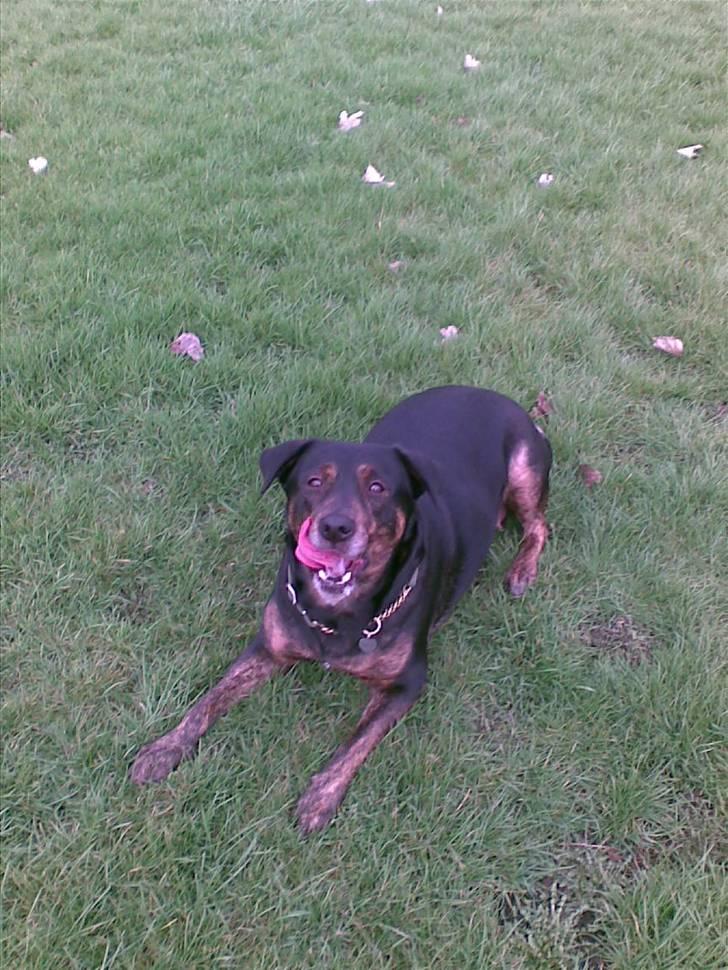 Blanding af racer EA - he he det er bare skønt at være hjemme hos farmand billede 1