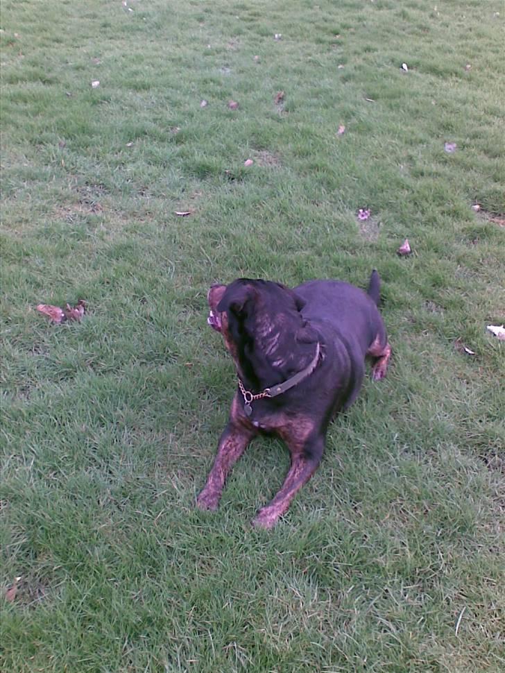 Blanding af racer EA - hov var det ikke lige bella der gik forbi  billede 2