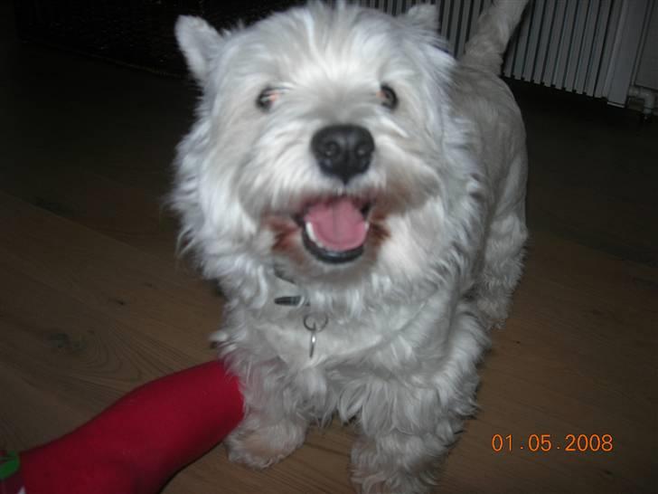 West highland white terrier Bijou - er jeg ik bare sød :) billede 6