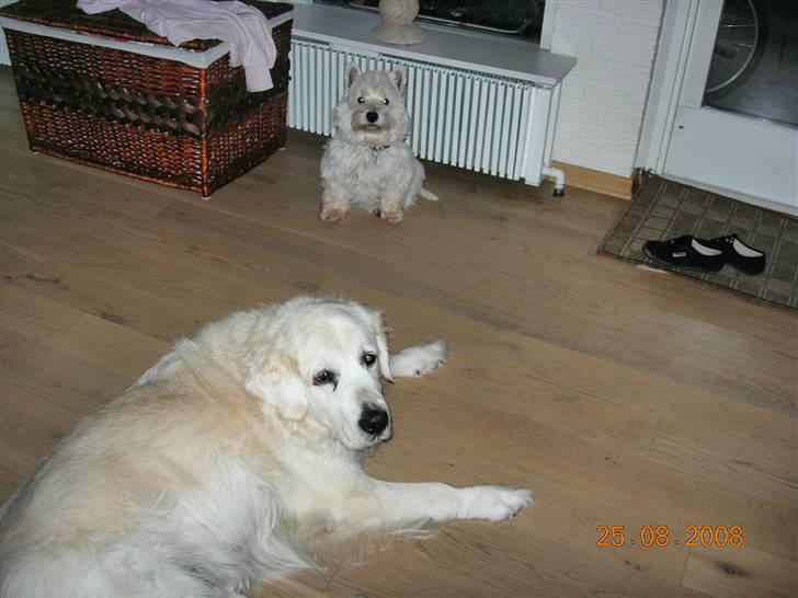 West highland white terrier Bijou - Mig og min bedste ven Nikki billede 7