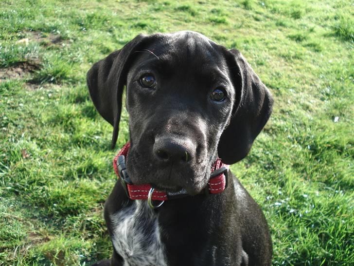 Blanding af racer Zola billede 1