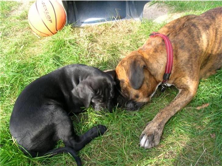 Blanding af racer Zola billede 2