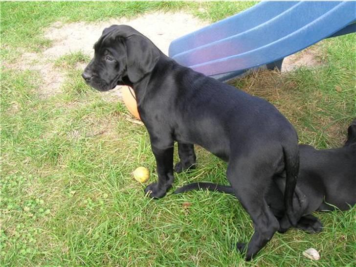 Blanding af racer Zola billede 3