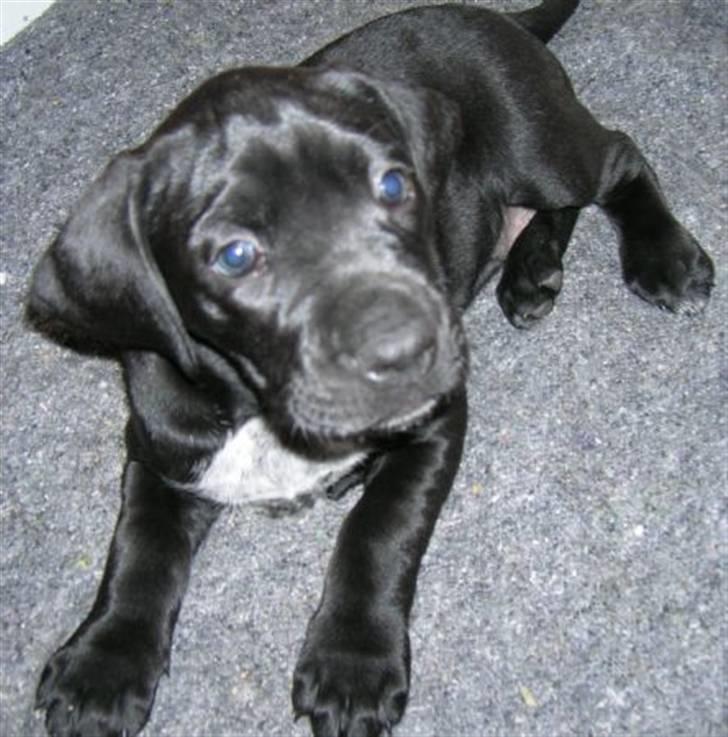 Blanding af racer Zola billede 4