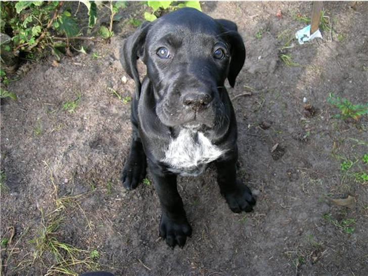 Blanding af racer Zola billede 5