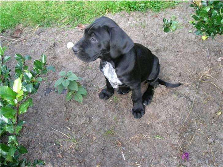 Blanding af racer Zola billede 6