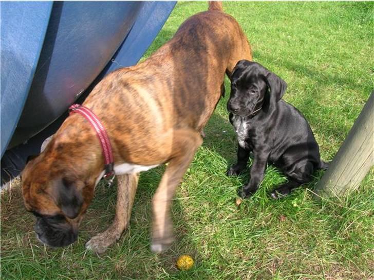 Blanding af racer Zola billede 7