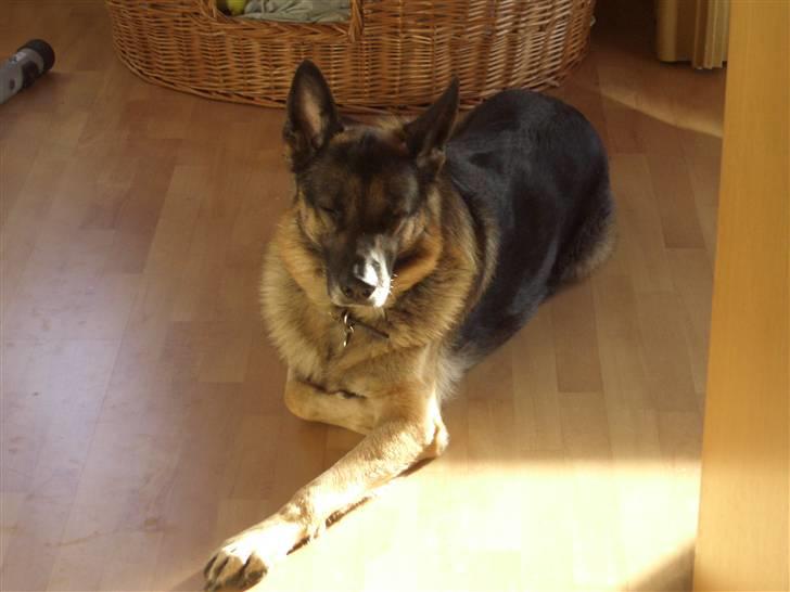 Schæferhund † Rex † R.I.P. † billede 2