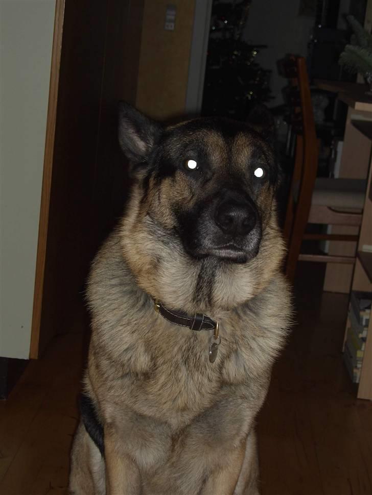 Schæferhund † Rex † R.I.P. † billede 3