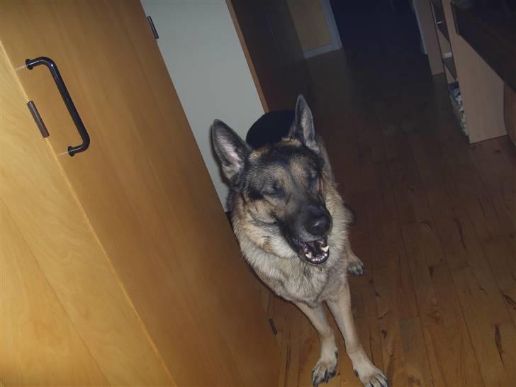 Schæferhund † Rex † R.I.P. † billede 4