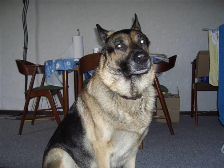 Schæferhund † Rex † R.I.P. † billede 5