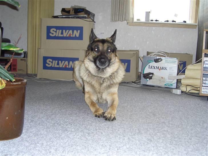 Schæferhund † Rex † R.I.P. † billede 6