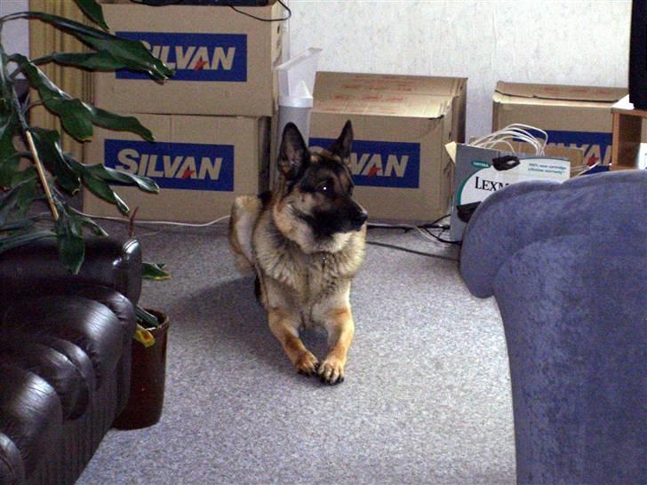 Schæferhund † Rex † R.I.P. † billede 7