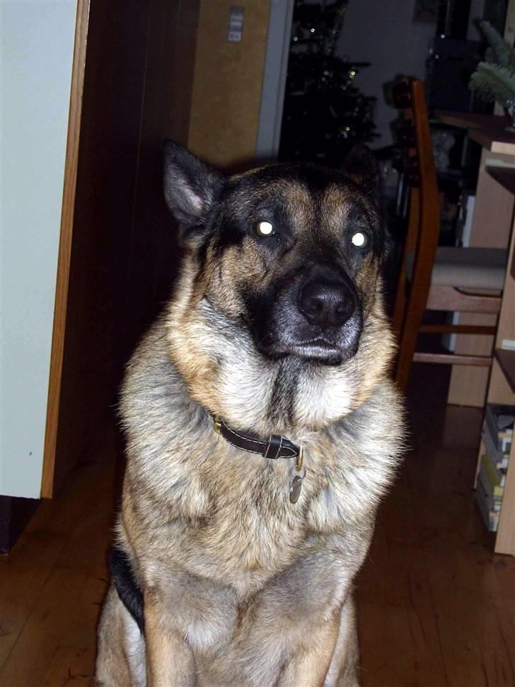 Schæferhund † Rex † R.I.P. † billede 8
