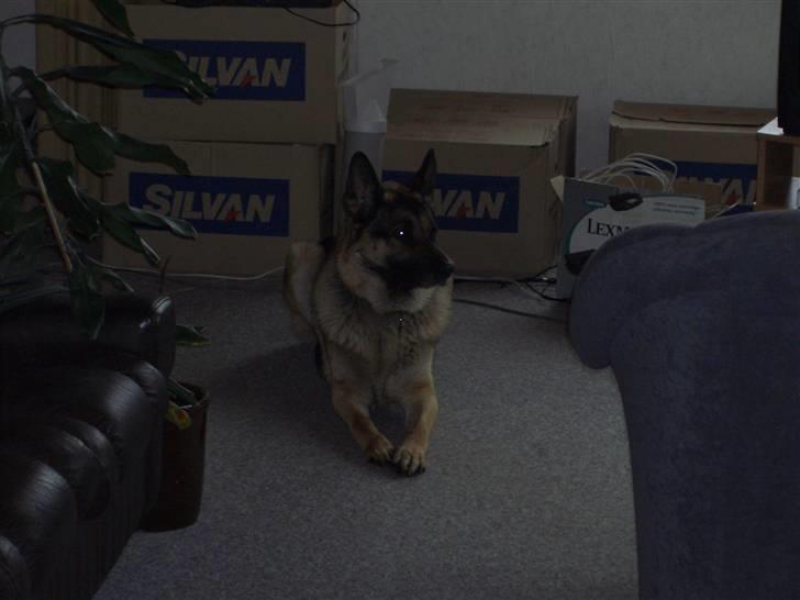 Schæferhund † Rex † R.I.P. † billede 9