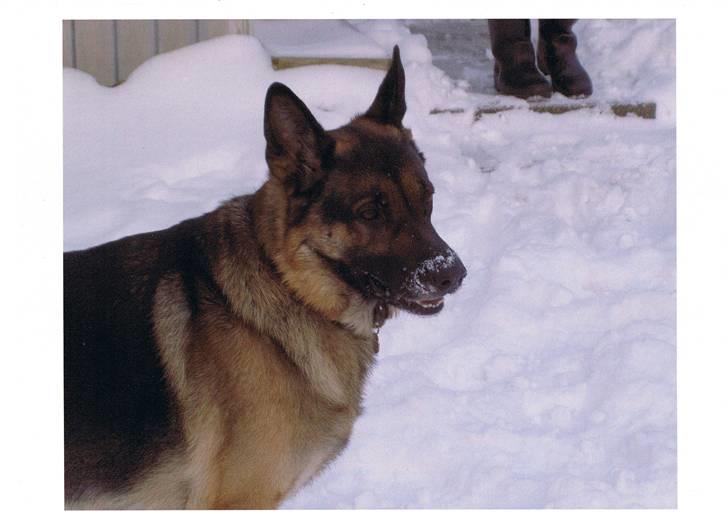 Schæferhund † Rex † R.I.P. † billede 10