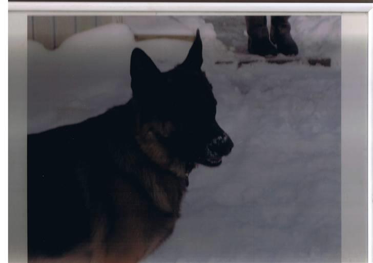 Schæferhund † Rex † R.I.P. † billede 11