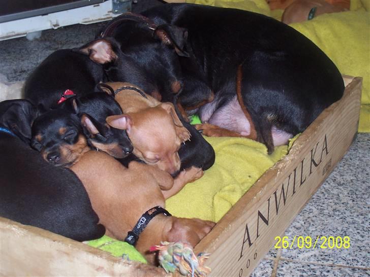 Prazsky krysarik shoco - har I set min dejlige kone med vores små hvalpe. Er de ikke bare nuttet,de ligner mig,ha,ha billede 7