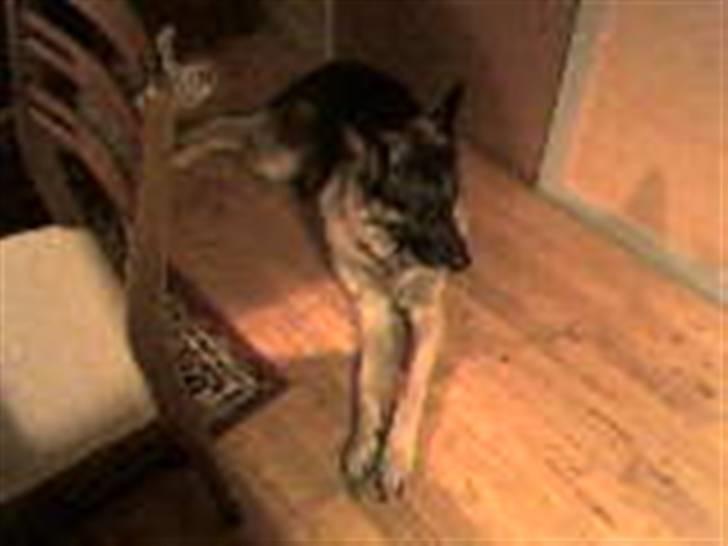 Schæferhund † Rex † R.I.P. † billede 13