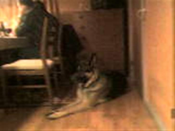 Schæferhund † Rex † R.I.P. † billede 14