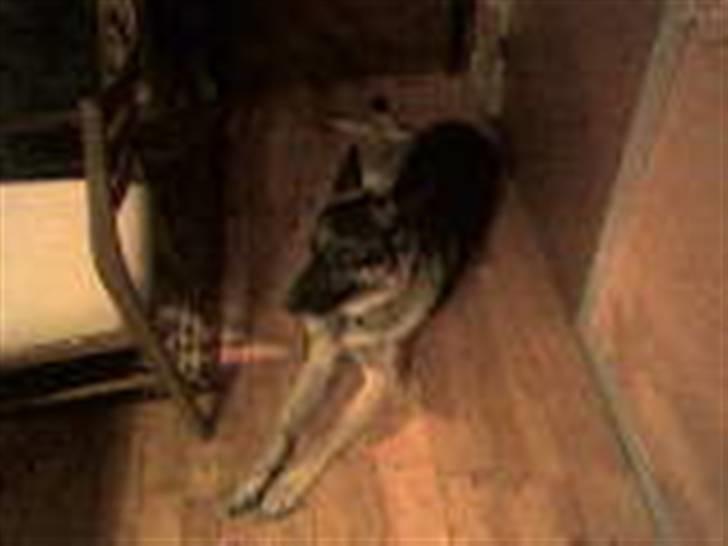Schæferhund † Rex † R.I.P. † billede 16