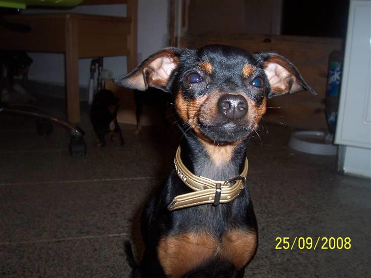 Prazsky krysarik shoco - sit pænt,ja det er en kunst som er svær billede 8