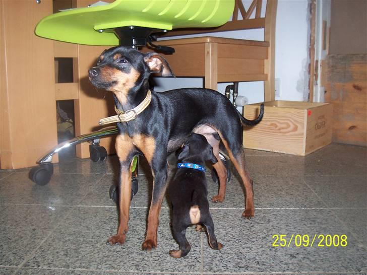 Prazsky krysarik shoco - hej, hej, sønnige du skal hen til mor hvis du vil have mælk billede 9