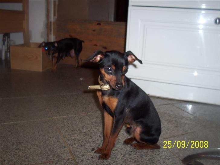 Prazsky krysarik shoco - LOVE YOU billede 10