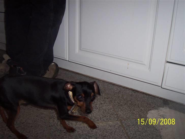 Prazsky krysarik shoco - øh....hvad har jeg nu gjordt billede 11