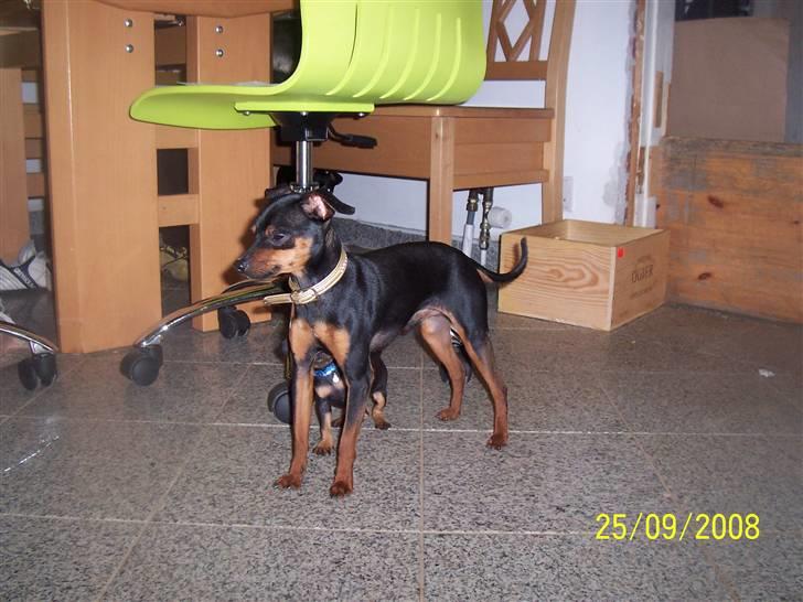 Prazsky krysarik shoco - åhh... blitsen er så skarp, jeg kan intet se billede 12