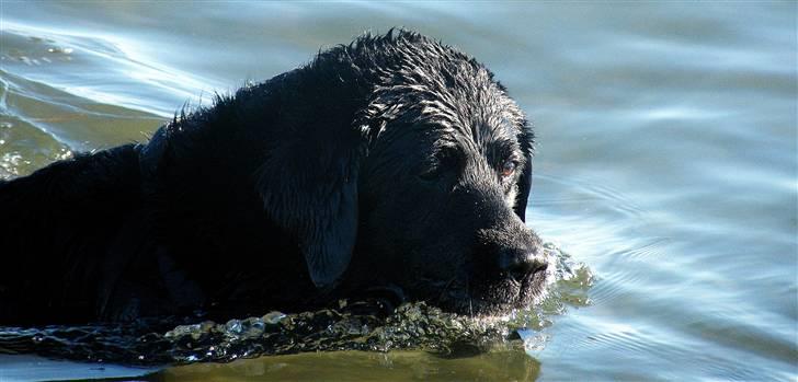 Labrador retriever Buster billede 1