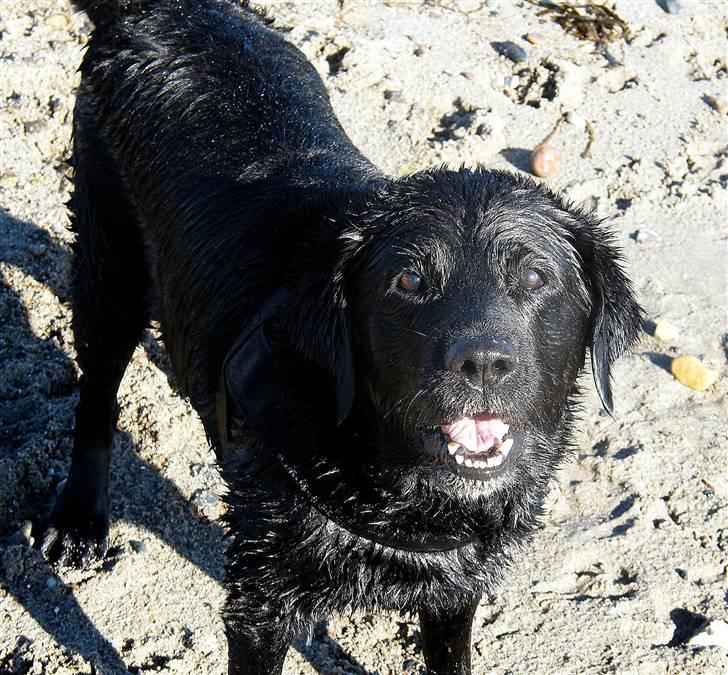 Labrador retriever Buster billede 2